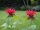 Indianernessel Gardenview Scarlett  - Monarda fistulosa