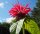 Indianernessel Gardenview Scarlett  - Monarda fistulosa