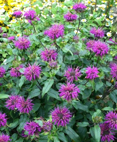 Indianernessel Blaustrumpf - Monarda fistulosa