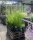 Feinhalm Chinaschilf Gracillimus - Miscanthus sinensis Gracillimus