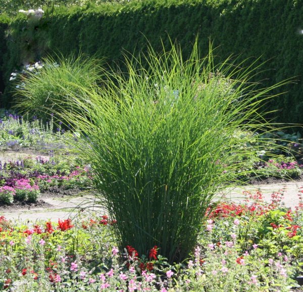 Feinhalm Chinaschilf  Gracillimus - Miscanthus sinensis Staude im 1-Liter Topf