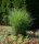 Feinhalm Chinaschilf  Gracillimus - Miscanthus sinensis Staude im 1-Liter Topf