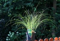 Feinhalm Chinaschilf Gracillimus - Miscanthus sinensis Staude im 3-Liter Container