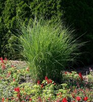 Feinhalm Chinaschilf Gracillimus - Miscanthus sinensis Staude im 3-Liter Container