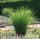 Feinhalm Chinaschilf Gracillimus - Miscanthus sinensis Staude im 3-Liter Container
