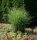 Feinhalm Chinaschilf Gracillimus - Miscanthus sinensis Staude im 3-Liter Container