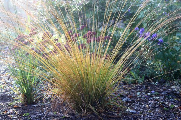 Pfeifengras Heidebraut - Molinia caerulea