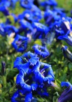 Stängelloser Enzian - Gentiana acaulis