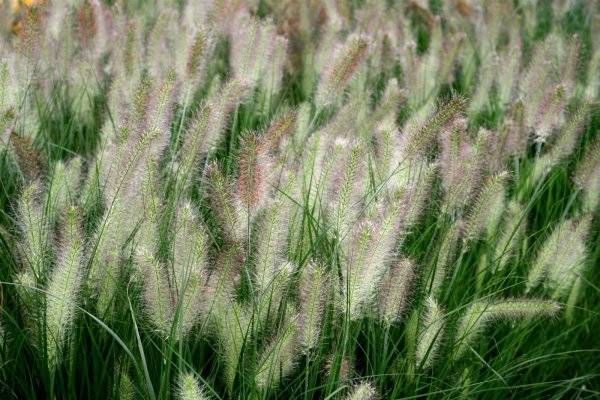 Lampenputzergras Hameln - Pennisetum alopecuroides