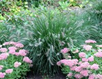 Lampenputzergras Hameln - Pennisetum alopecuroides