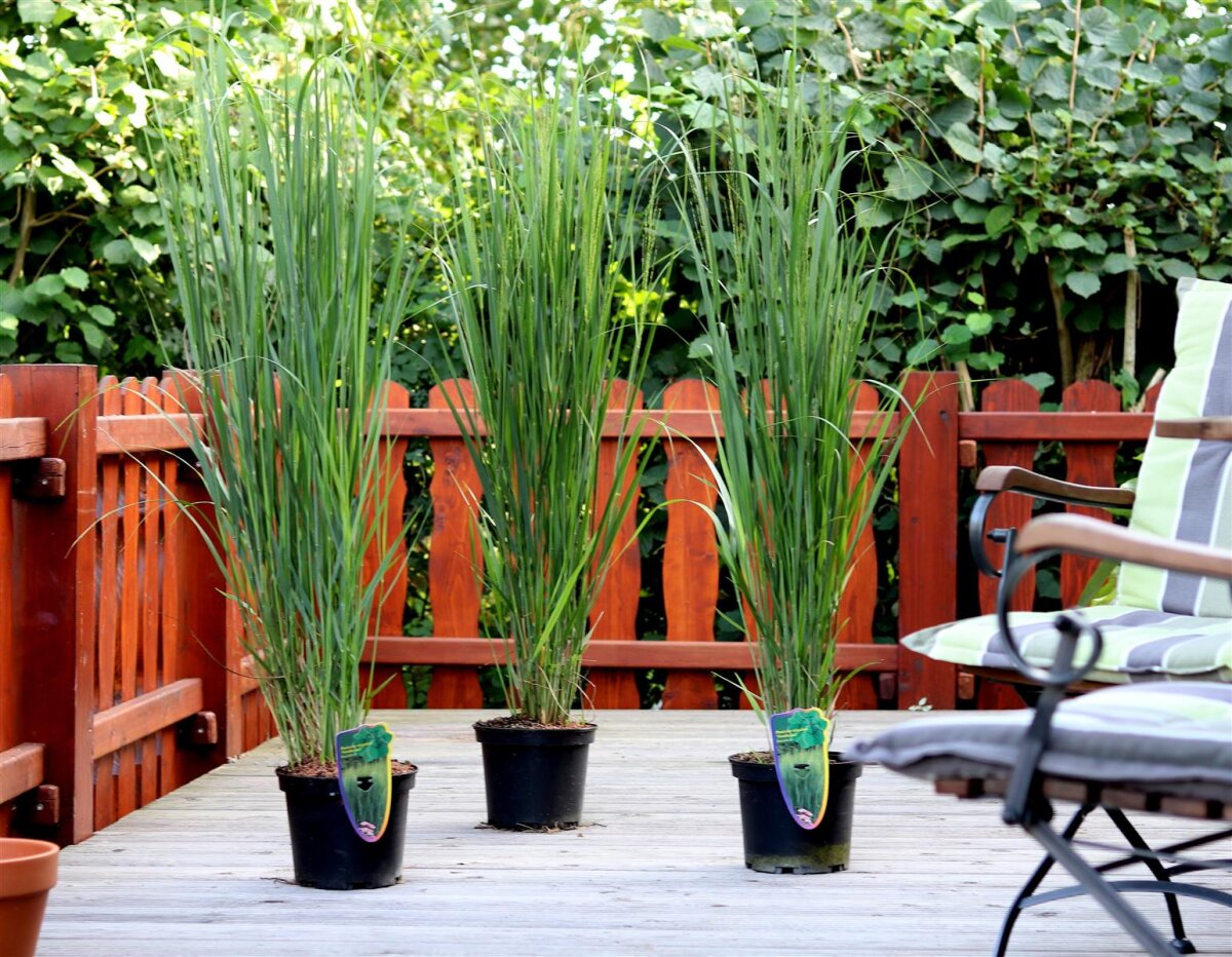Stauden Gänge 10 X Panicum Virgatum 'Northwind' Im 1 Liter Topf