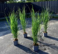 Standfeste Rutenhirse - Panicum virgatum Northwind