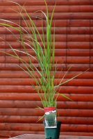 Standfeste Rutenhirse - Panicum virgatum Northwind Staude...