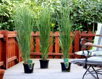 Standfeste Rutenhirse - Panicum virgatum Northwind Staude im 5 Liter-Container
