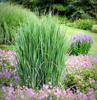 Standfeste Rutenhirse - Panicum virgatum Northwind Staude im 5 Liter-Container