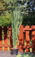 Standfeste Rutenhirse - Panicum virgatum Northwind Staude im 5 Liter-Container