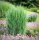 Standfeste Rutenhirse - Panicum virgatum Northwind Staude im 5 Liter-Container