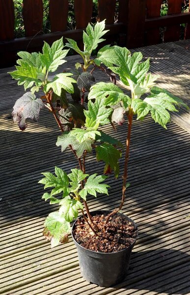 bienenweiden saatgut Honigpflanzen-Bienenweide mehrjährig – LaCaTho GmbH main image 1