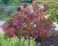 Eichenblättrige Hortensie Burgundy - Hydrangea...