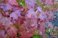 Eichenblättrige Hortensie Burgundy - Hydrangea...