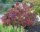 Eichenblatt-Hortensie Burgundy - Hydrangea quercifolia