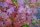 Eichenblatt-Hortensie Burgundy - Hydrangea quercifolia