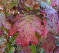 Eichenblatt-Hortensie Burgundy Hydrangea quercifolia 40-60 cm, Strauch im 5-Liter Container