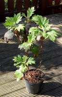 Eichenblatt-Hortensie Burgundy Hydrangea quercifolia 40-60 cm, Strauch im 5-Liter Container