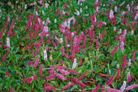 Schecken-Wiesenknöterich Darjeeling Red Persicaria...