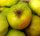 Apfelbaum Seestermüher Zitronenapfel - Malus domestica