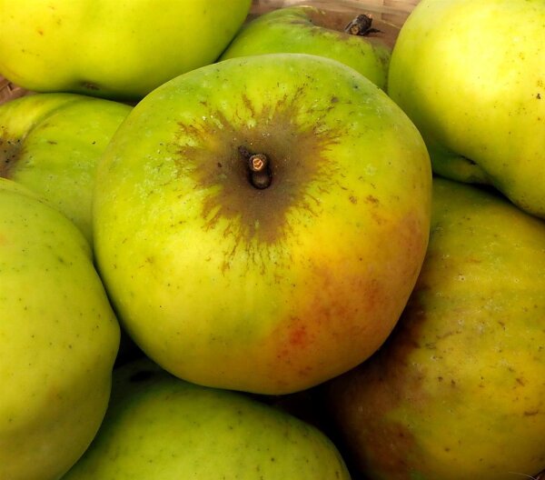 Apfelbaum Seestermüher Zitronenapfel - Malus domestica Halbstamm, ca. 170 cm, im 10 Liter Container