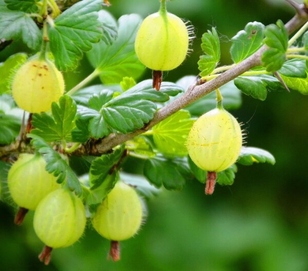 Stachelbeere - Ribes uva-crispa Hinnonmäki gelb, 40-60cm im Container