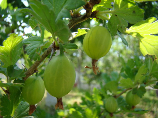 Stachelbeere - Ribes uva-crispa Mucurines 30-40 cm im Container
