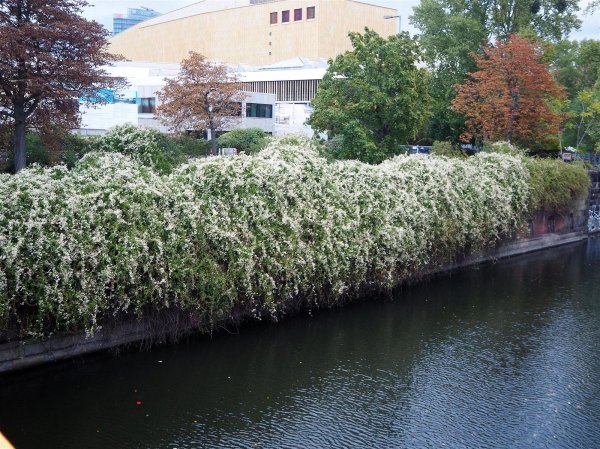 Schlingknöterich Polygonum aubertii