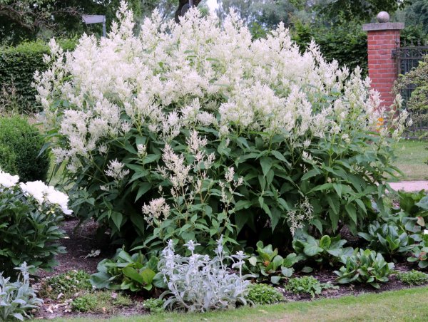 Bergnöterich Johanniswolke Persicaria x cultorum