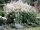 Bergnöterich Johanniswolke Persicaria x cultorum  Staude im 1-Liter Topf