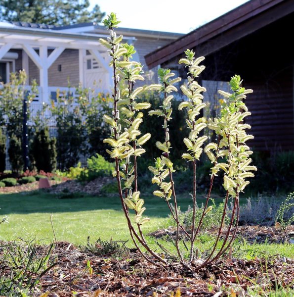Spießweide - Engadinweide Werhanni - Salix hastata 40-60 cm, Strauch, im 3-Liter Container