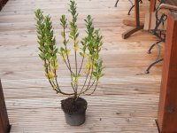 Spießweide - Engadinweide Werhanni - Salix hastata 40-60 cm, Strauch, im 3-Liter Container