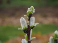 Spießweide - Engadinweide Werhanni - Salix hastata 40-60 cm, Strauch, im 3-Liter Container