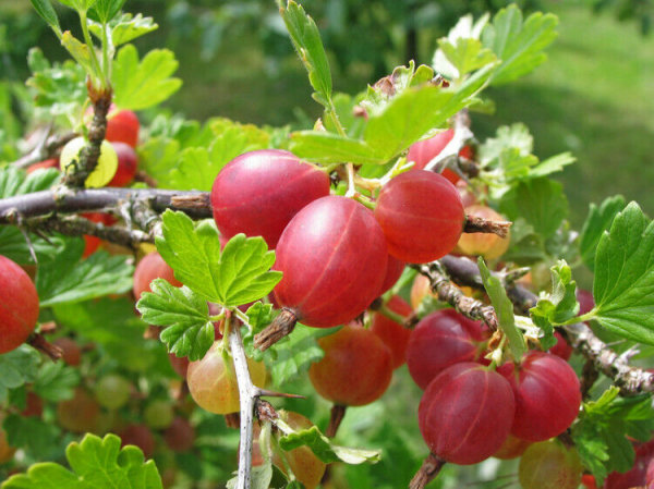 Stachelbeere - Ribes uva-crispa Redeva, 40-60 cm im Container