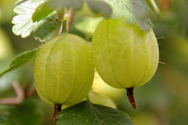 Stachelbeere - Ribes uva-crispa Invicta 30-40 cm im Container