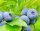 Heidelbeere Blaubeere - Vaccinium corymbosum Reka