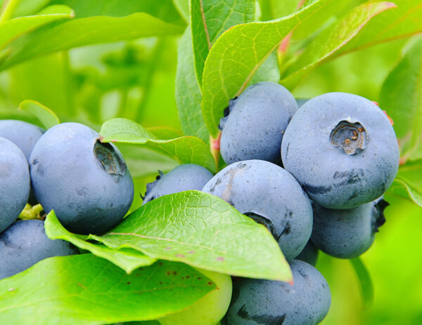 Heidelbeere Blaubeere - Vaccinium corymbosum Reka 40-60 cm, Strauch im 3-Liter Containe