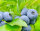 Heidelbeere Blaubeere - Vaccinium corymbosum Reka 40-60 cm, Strauch im 3-Liter Containe