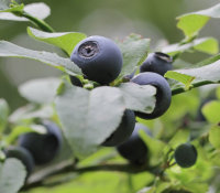 Heidelbeere Blaubeere - Vaccinium corymbosum Sunshine Blue