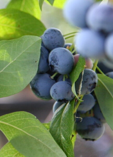Heidelbeere Blaubeere - Vaccinium corymbosum Patriot 40-60 cm, Strauch  im 3-Liter Container