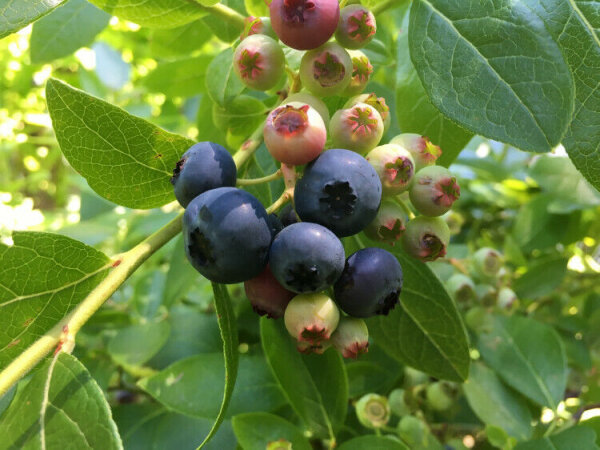 Heidelbeere Duke - Blaubeere - Vaccinium corymbosum 60-80 cm, Strauch im 5-Liter Container