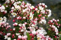 Zierapfel Tina - Stämmchen - Malus