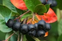 Apfelbeere - Aronia melanocarpa Hugin 60-100 cm, Strauch...