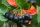 Apfelbeere - Aronia melanocarpa Hugin 60-100 cm, Strauch im 3-Liter Container